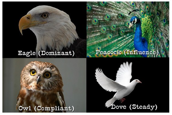 bird-disc-profile