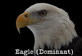 eagle-dominant-profile